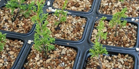 Razmnožavanje kleke reznicama kod kuće